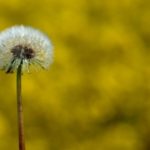 O alergologii w europejskim towarzystwie – XXIX Kongres EAACI